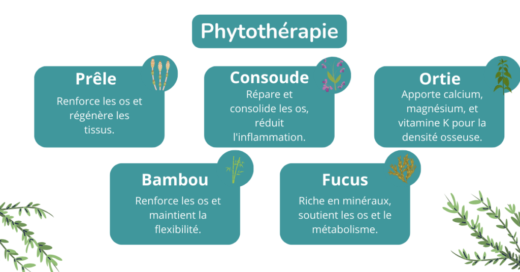 la phytothérapie joue un rôle essentiel dans le renforcement de la structure osseuse. Voici une liste de plantes recommandées : prêle, consoude, ortie, bambou, fucus 