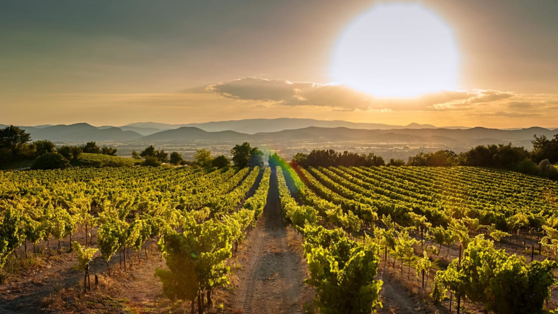 Photo des vignes de la ville de Trets.